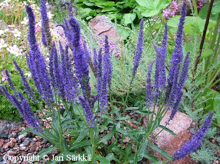 Veronica porphyriana, safiiritdyke